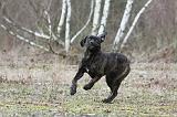 CANE CORSO 785